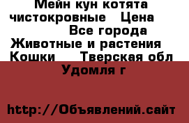 Мейн-кун котята чистокровные › Цена ­ 25 000 - Все города Животные и растения » Кошки   . Тверская обл.,Удомля г.